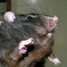 potkan nemoci